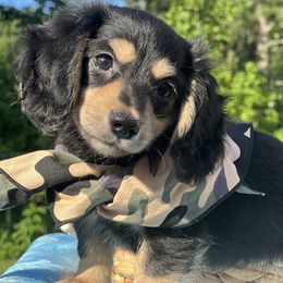 Dachshund Puppies from Victoria’s Dachshunds