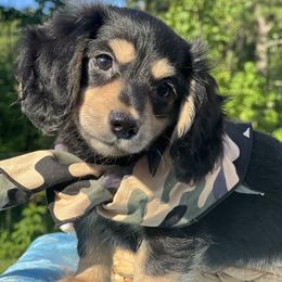 Dachshund Puppies from Victoria’s Dachshunds