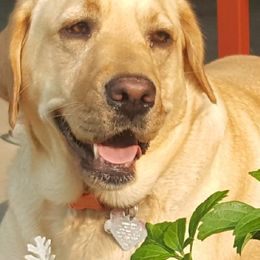 Labrador Retrievers from Almost Like Home Services Boarding and Breeding