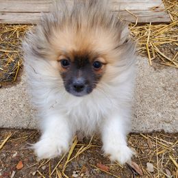 Pomeranian and Sheepadoodle Puppies from Fluffy Wonders Poms and Doodles