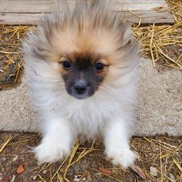 Pomeranian and Sheepadoodle Puppies from Fluffy Wonders Poms and Doodles