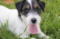 Adult Jack Russell Terrier