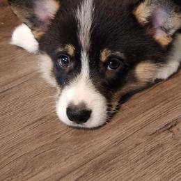 Pembroke Welsh Corgi Puppies from Hilltop Corgis