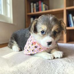 Onyx - Black and tan female Pembroke Welsh Corgi puppy in Abingdon, Virginia from Em-K Kennels
