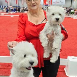 Lara - West Highland White Terrier