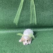 Endurance - Apricot and white male Cavachon puppy in Kerrville, Texas from Blount pups