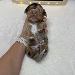 Colt - Dapple male Dachshund puppy in Dickinson, Texas from Beth’s Doxieland