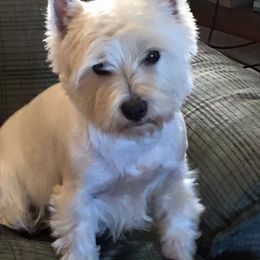 West Highland White Terrier Puppies from Windyridge