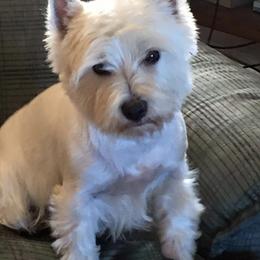 West Highland White Terrier Puppies from Windyridge