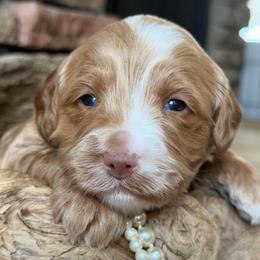 Goldie (Orange Collar) - Red female Australian Labradoodle puppy in Mount Gilead, North Carolina from Tillery Labradoodles