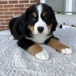 "May" Bernese Mountain Dog Puppies from Blue Ridge Bernese