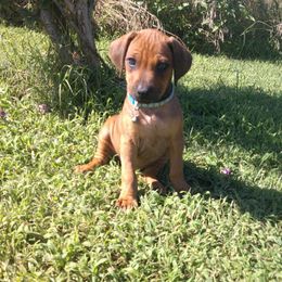 Luna - Rd whtn blk nose female Rhodesian Ridgeback puppy in Carney, Oklahoma from River Run Parson Russell terriers & River Run Ridgebacks