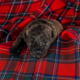 Boy 1 - male Scottish Terrier puppy in San Antonio, Texas from Christie Gregory's Scotties