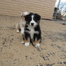 Grover - Black Australian Shepherd puppy in Sonoita, Arizona from Gardner Canyon Kennels