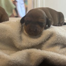 Trisha - Red female Dachshund puppy in Colonial Heights, Virginia from Mimi’s Doxies