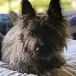 Cairn Terriers from Underwood Cairn Terriers