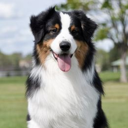 Australian Shepherds from Ashfall Australian Shepherds