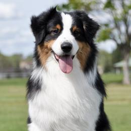 Australian Shepherds from Ashfall Australian Shepherds