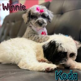 Winnie - Merle female Sheepadoodle puppy in Saint Cloud, Florida from Rising Star Kennels
