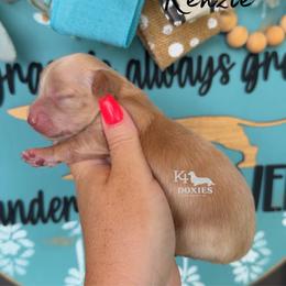 Kenzie - Cream female Dachshund puppy in Tulsa, Oklahoma from K4 Doxies