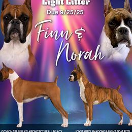 Boxer puppies from JoyStarr Boxers