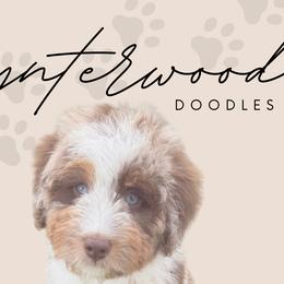 Australian Mountain Doodles, Bernedoodles, and Goldendoodles from Wynterwood Doodles