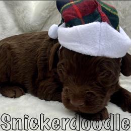Goldendoodle Puppies from Lena’s “Baby Beans” and “Christmas Cookies”