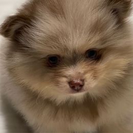 Boy 1 - Chocolate merle male Pomeranian puppy in Jamestown, California from Park Avenue Poms