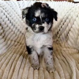Splash - Blue merle female Miniature Australian Shepherd puppy in New Hampton, Iowa from Full River Australian Shepherds