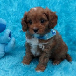 Cavapoo and Maltipoo Puppies from Knight Pups