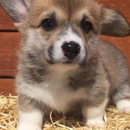 Pembroke Welsh Corgis from Sagewind Corgis
