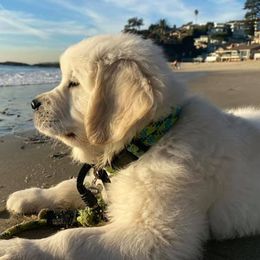 Golden Retriever Puppies from West Coast Cream Goldens