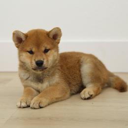 Bento - Red male Shiba Inu puppy in Houston, Texas from Sakura Blossom Shibas
