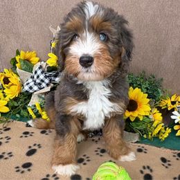 Goose - Blue merle male Bernedoodle puppy in Seymour, Missouri from D and D’s Dandy Doodles