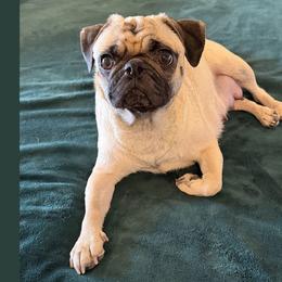 Tilly - Pug