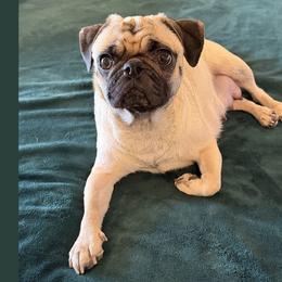 Tilly - Pug