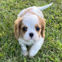 Graham - Blenheim Cavalier King Charles Spaniel puppy in Bethel, Pennsylvania from LanTre Valley Cavaliers
