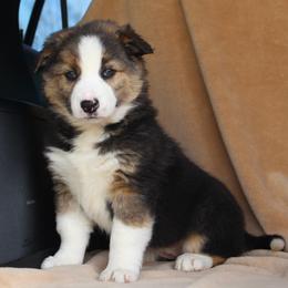 Border Collie Puppies from C Bar C Ranch
