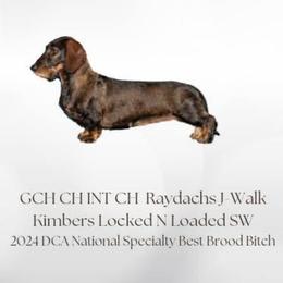 Kimber - Dachshund