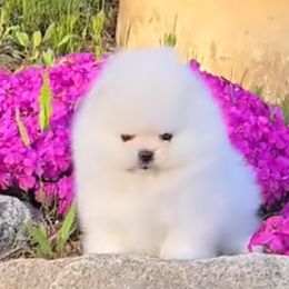 Pomeranians from Twins Dream Kennel