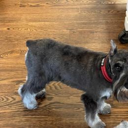 Izzy - Miniature Schnauzer