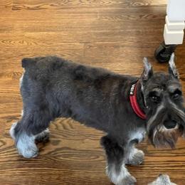 Izzy - Miniature Schnauzer
