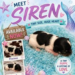 Siren - Black and white female Chihuahua puppy in Seneca, Missouri from Stephanie’s Puppy Colony