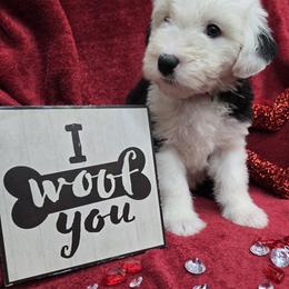 Bethany - Gray and white female Old English Sheepdog puppy in Sutherlin, Oregon from Sapphire Eyes Sheepdogs