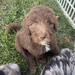 Forrest - Brown and white male Sheepadoodle puppy in Lancaster, Pennsylvania from Bitler Family Puppies