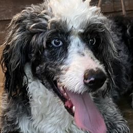 Hayze - Aussiedoodle