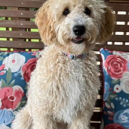 Goldendoodles from Curry Creek Doodle Farm