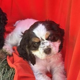 Cocker Spaniels from Reuter’s Cockers