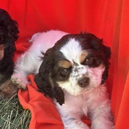 Cocker Spaniels from Reuter’s Cockers