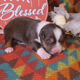 Red Tri Male 1 - Red tri-color male Australian Shepherd puppy in Crossville, Alabama from Bluff View Aussies